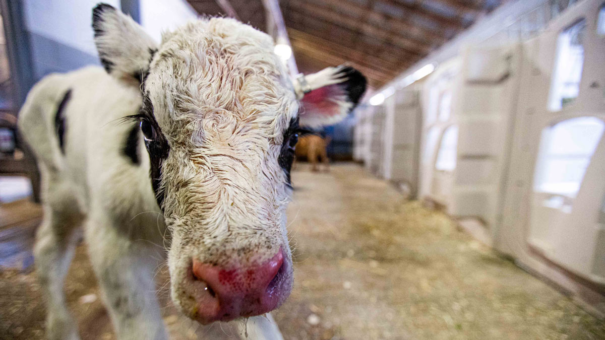 A calf in the Beef Center
