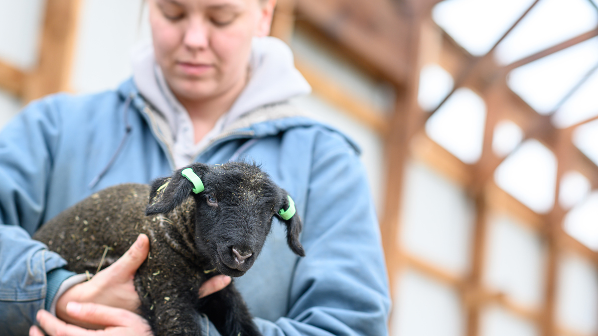 A student holds a lamb.