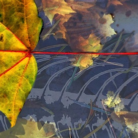 digital print by Jill Dacey