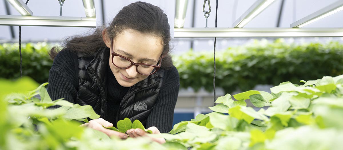A woman inspects potato plantlets inside a greenhouse.