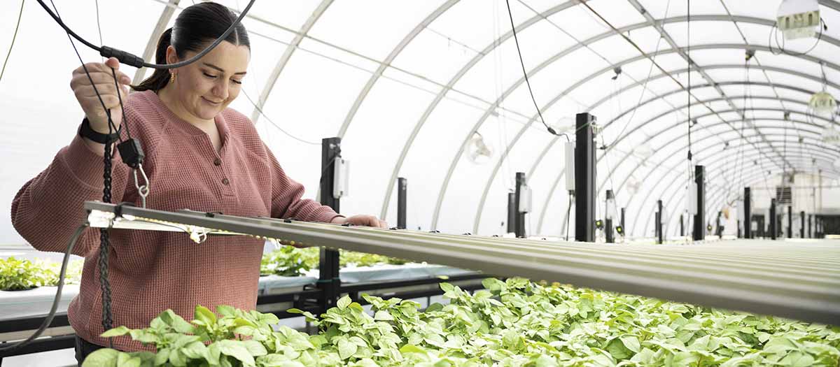 A woman moves a grow light over potato plantlets inside a greenhouse.