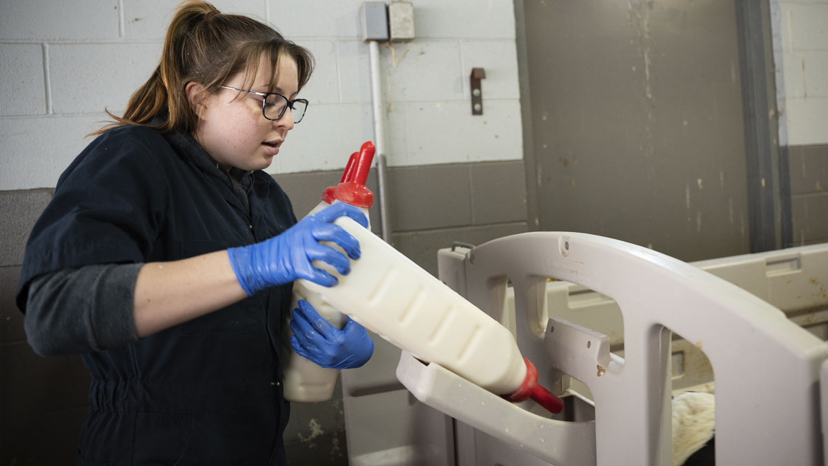 A woman holds a milk bottle for a dairy calf inside a hutch.