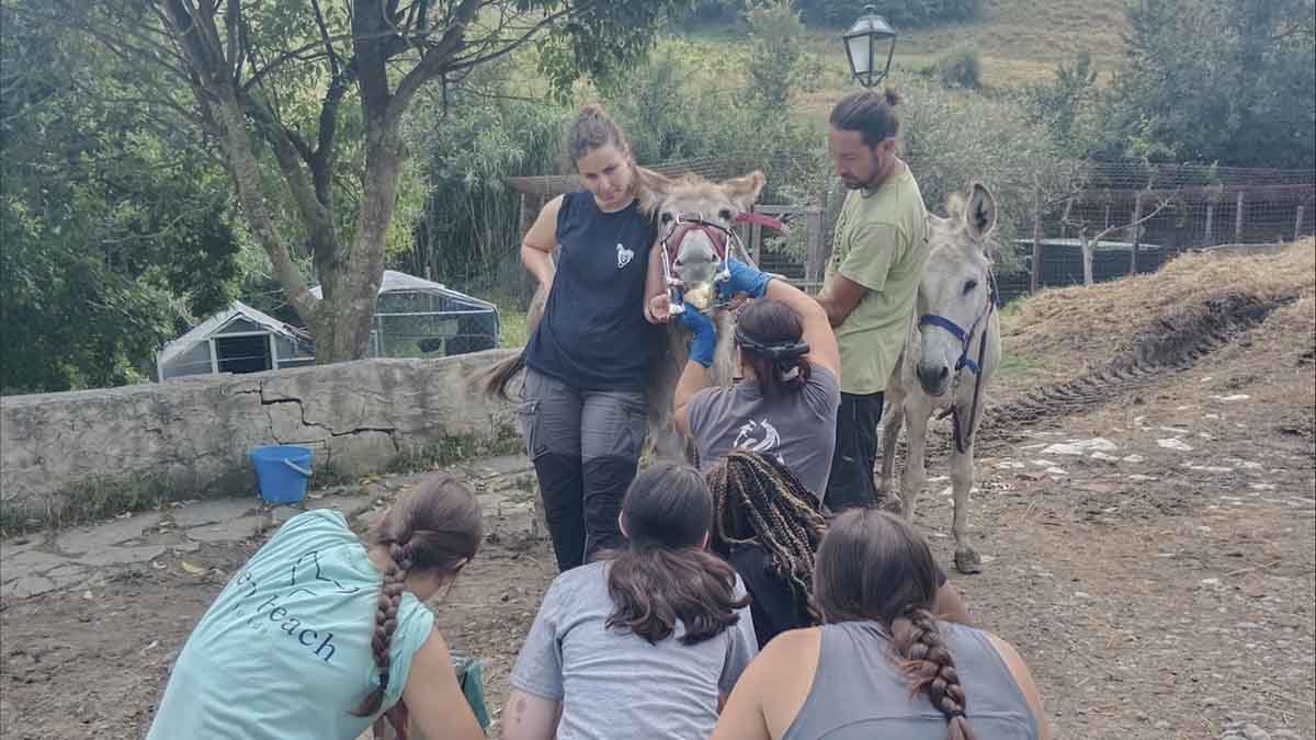 A woman exams a donkey’s teeth while others observe.