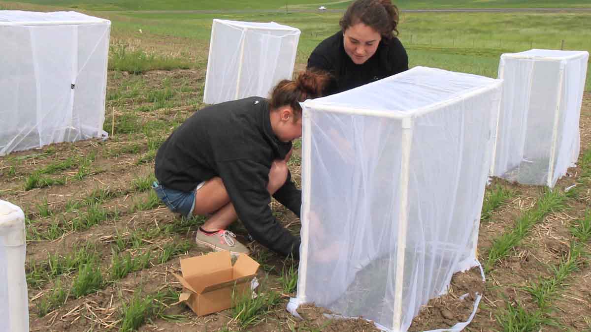 Aphid research EPPN
