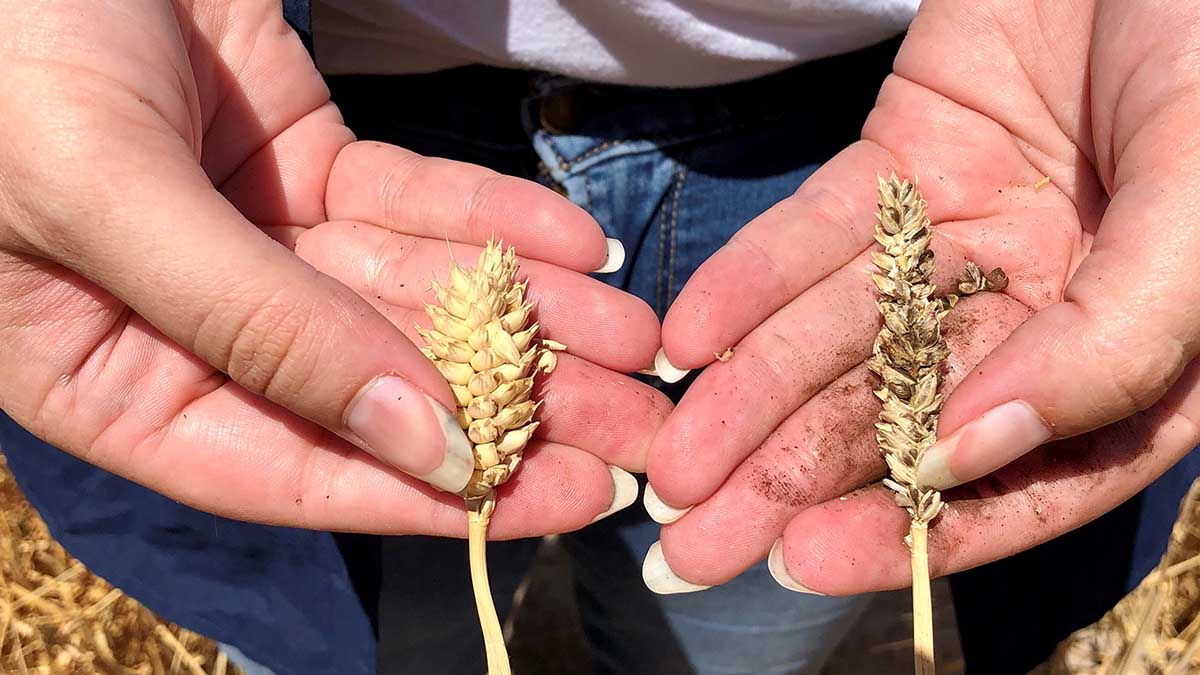 Woman holds a stalk of wheat in each hand