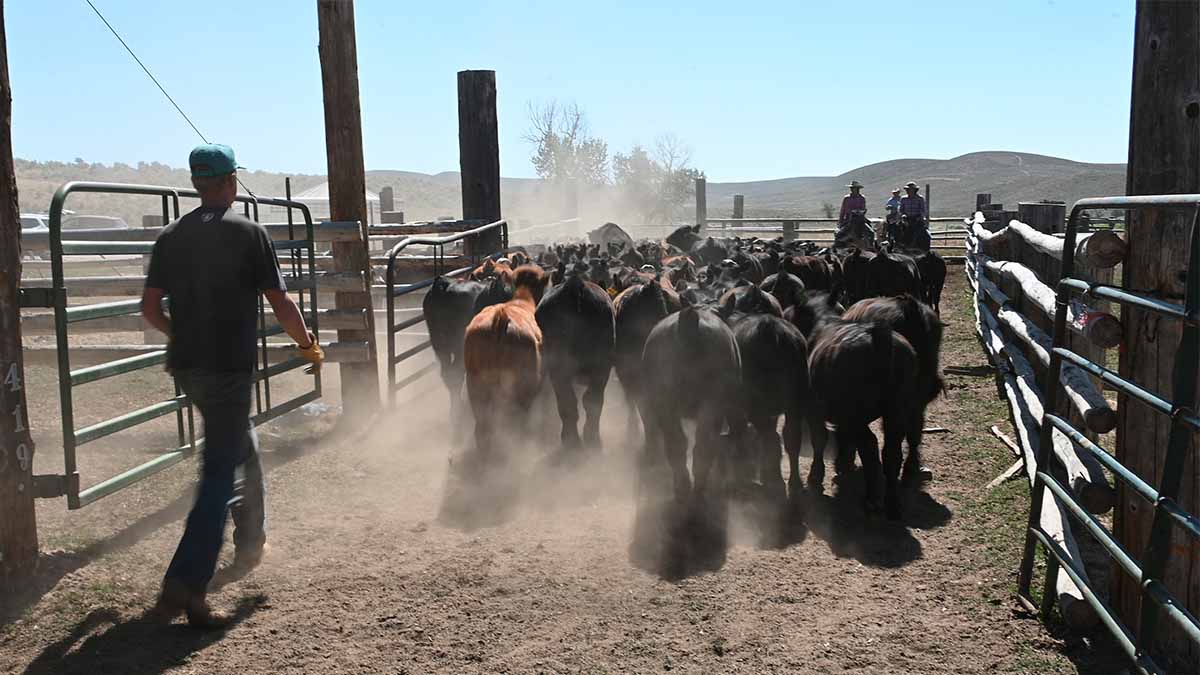 Man walks behind herd of cattle in corral.