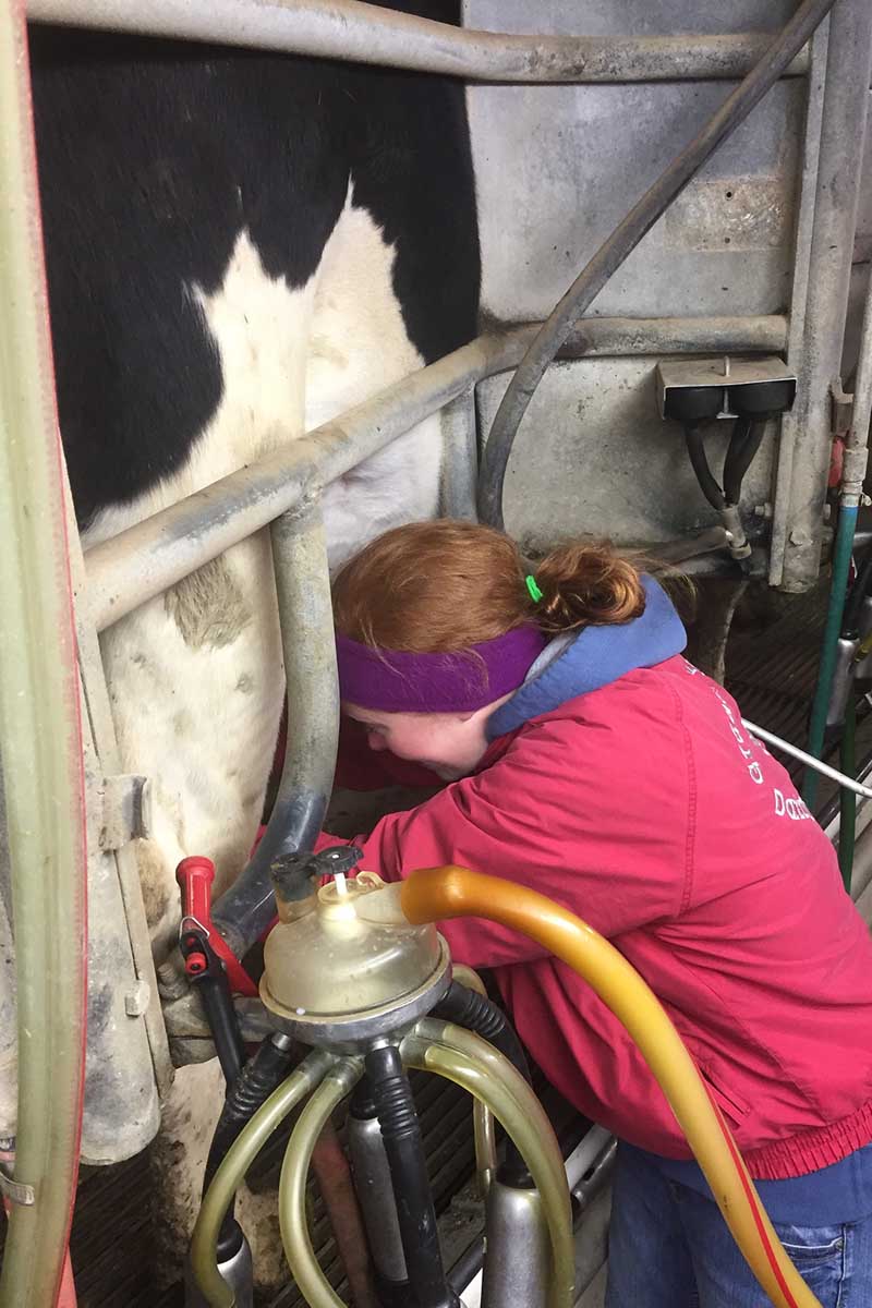 Woman kneeling beside cow