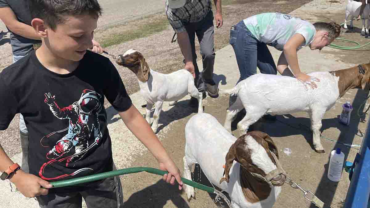 A boy cooling off his goat with a water hose