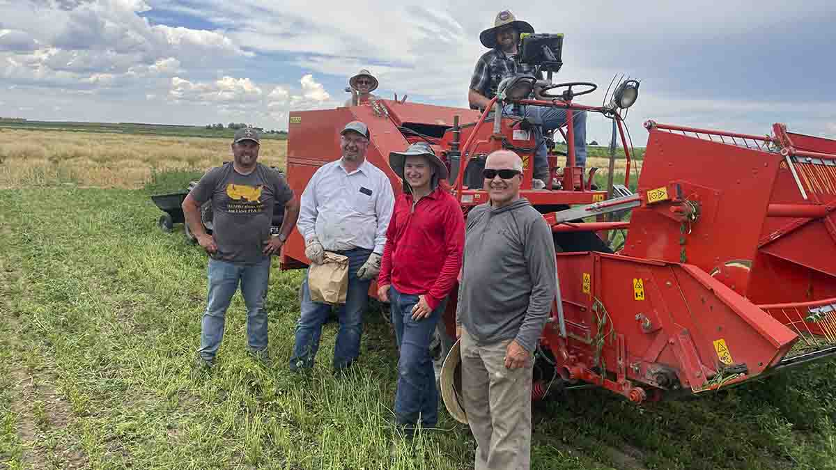 A group of men in a alfalfa field and equipment