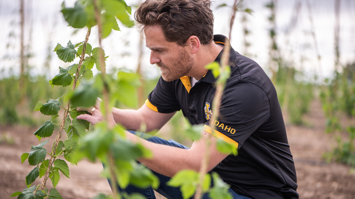 Justin Clements looks at crops growing in a field.