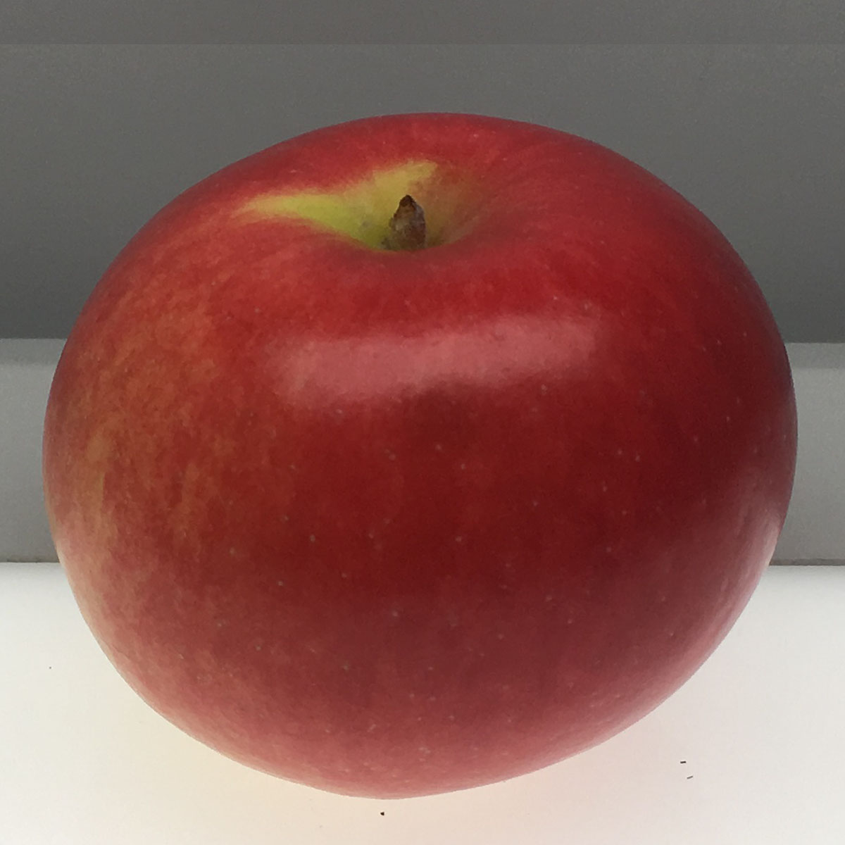 Campfield apple