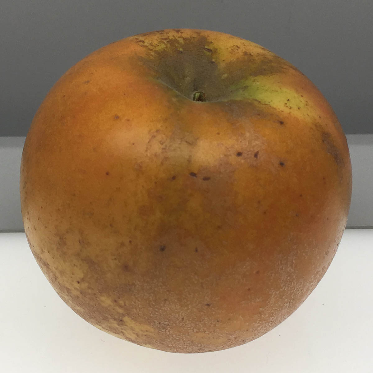 Golden Russet apple