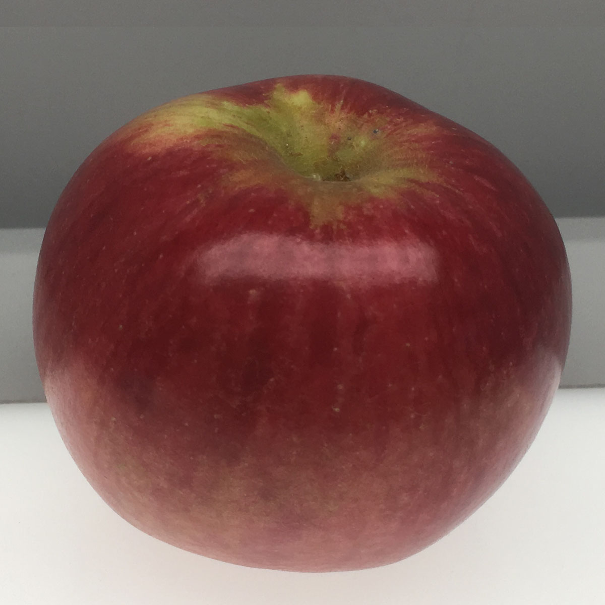 Kingston Black apple