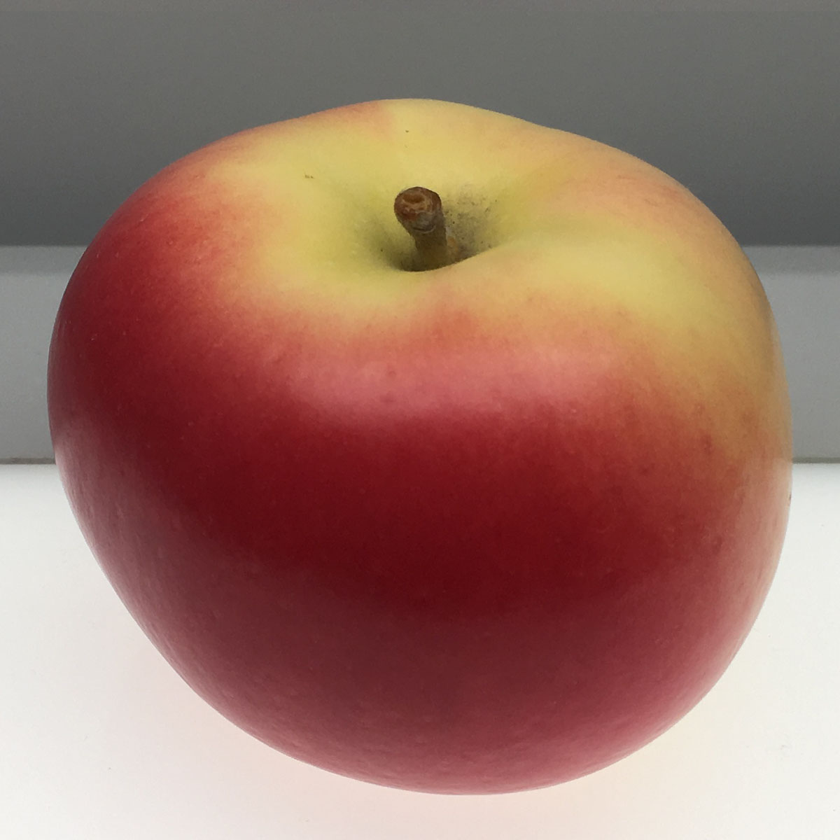 Maiden Blush apple