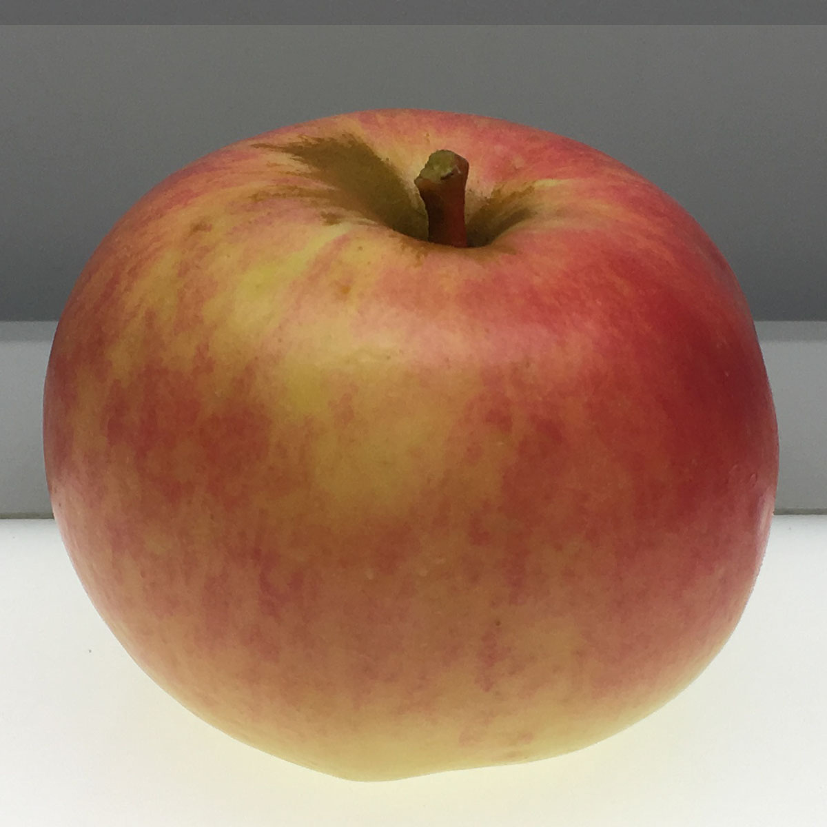 Newtown Pippin apple