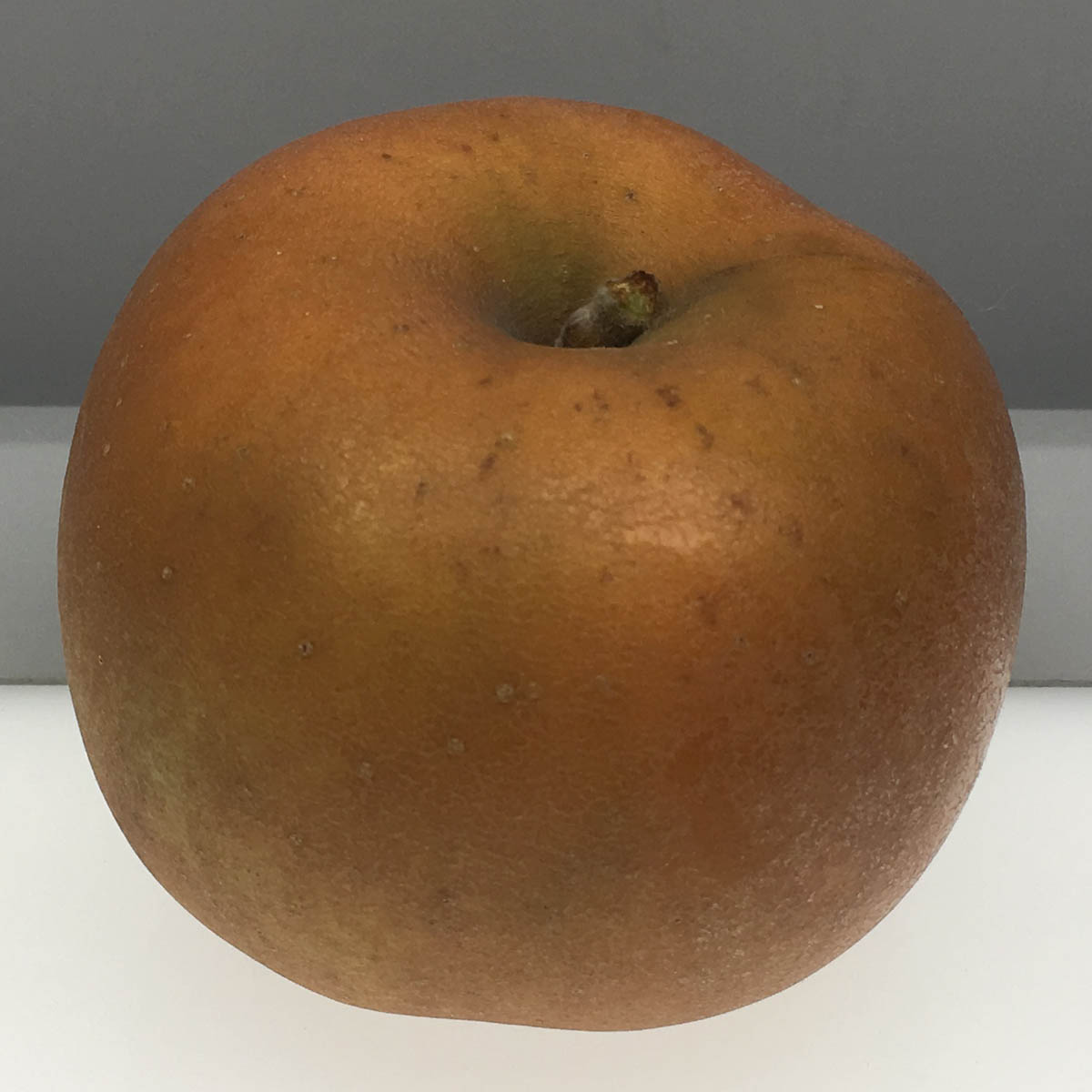 Reinette du Canada apple