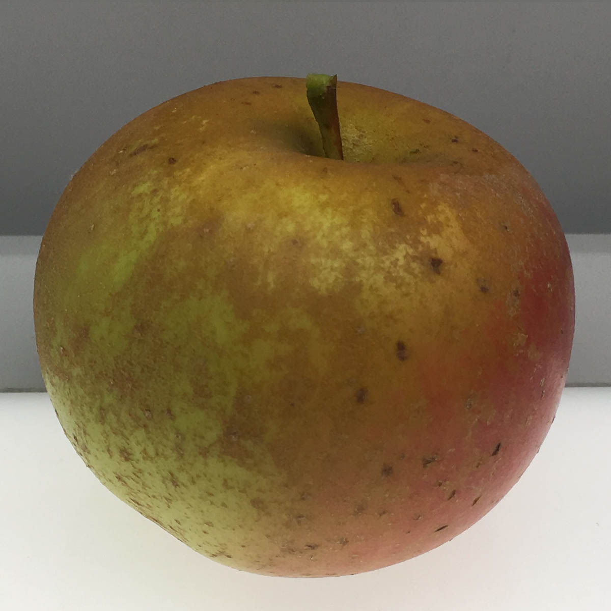 Roxbury Russet apple