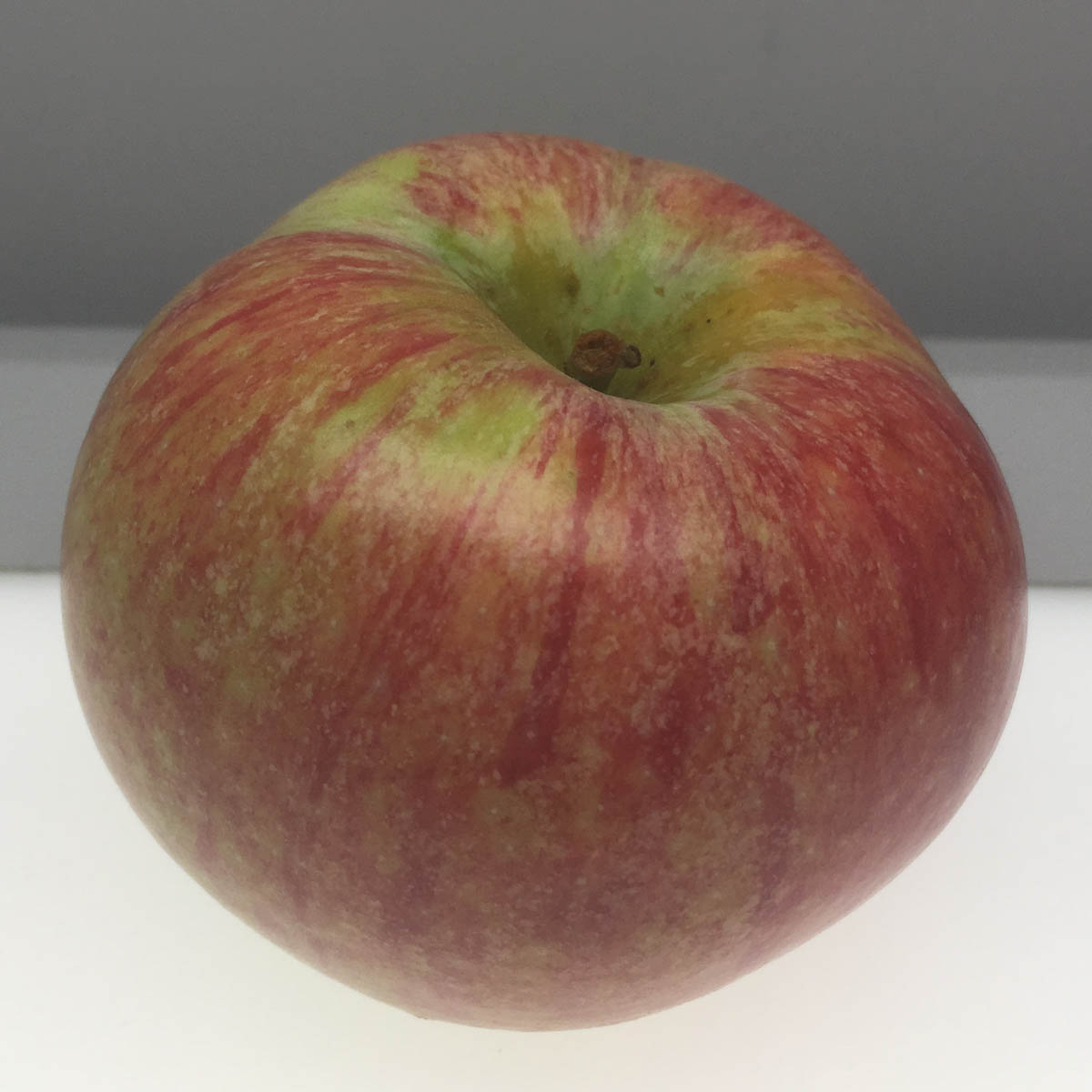 Summer Rambo apple