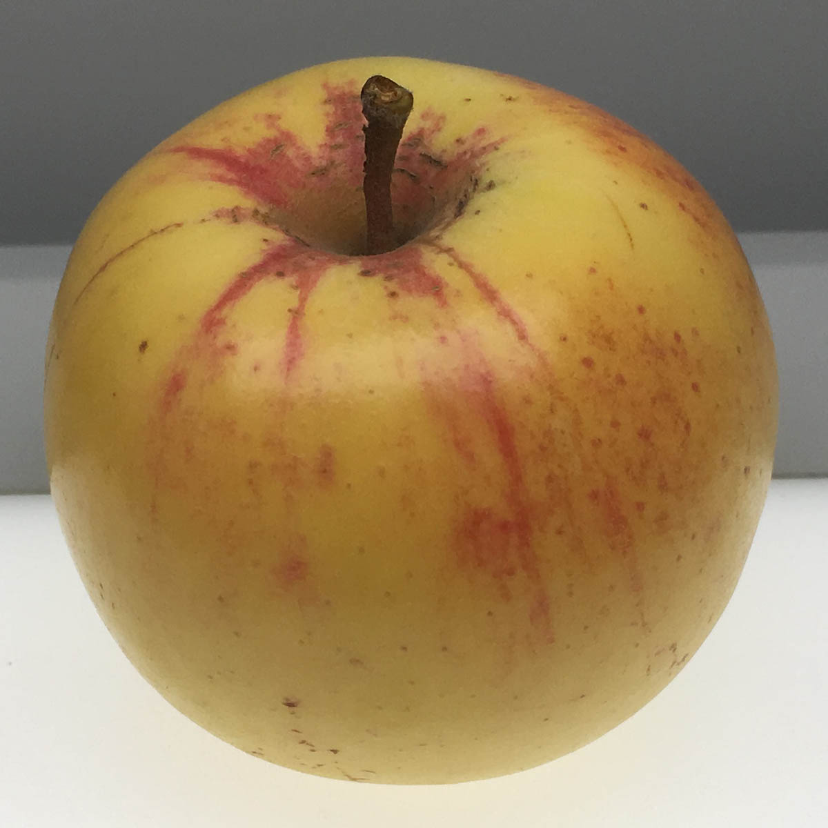 Tolman Sweet apple