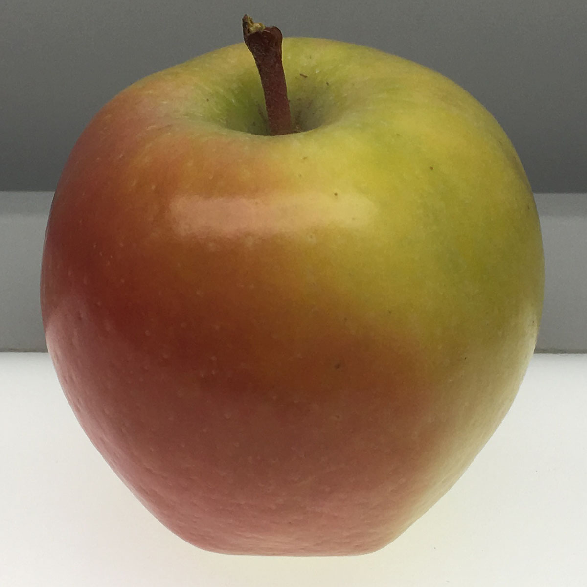 Shite Pearmain apple
