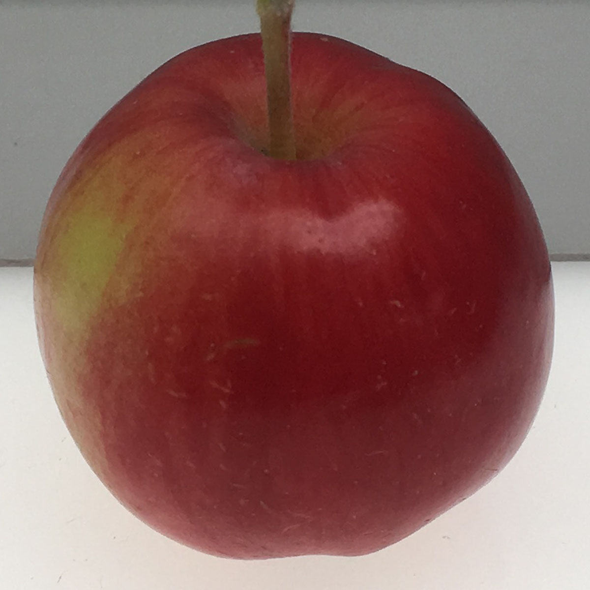 Wickson Crabapple