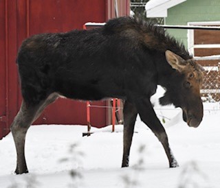 A moose in Coeur d'Alene.