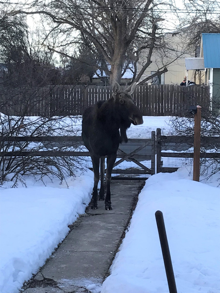A moose in Coeur d'Alene.