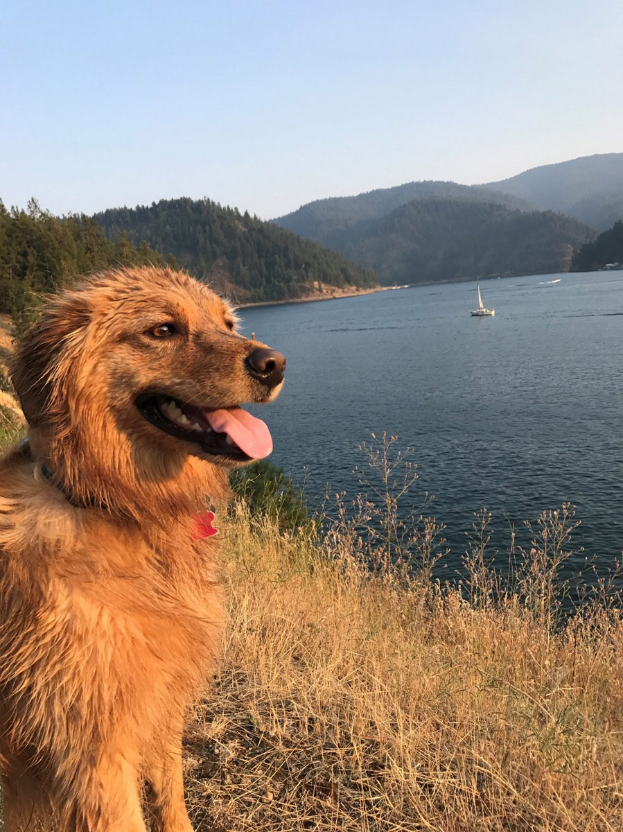 A dog looks out on the lake