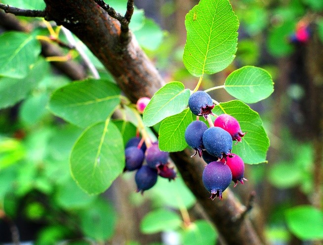 Saskatoon Serviceberry