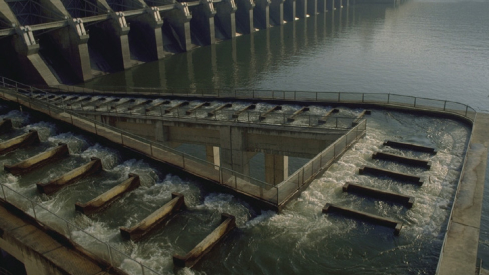 dams and fishways