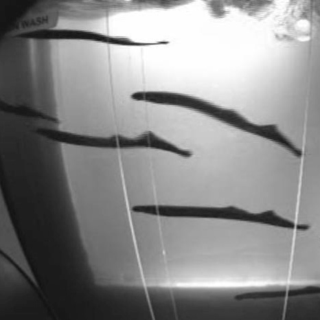 lamprey swimming