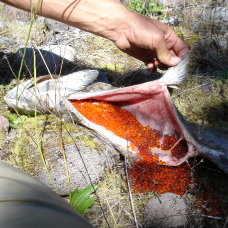 fish with eggs