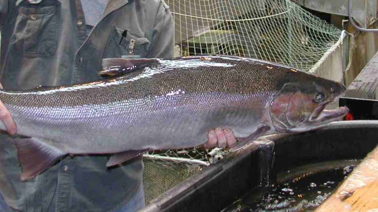 pacific salmon