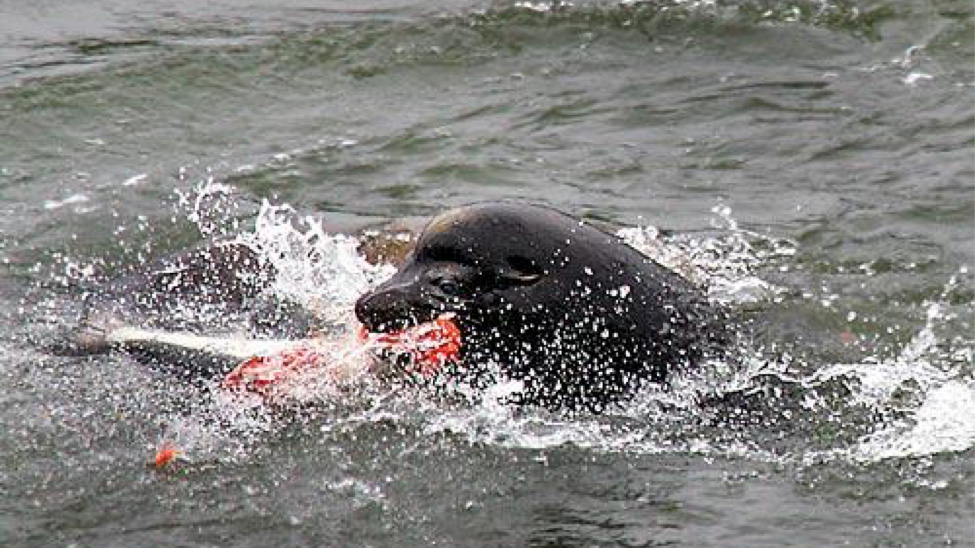sea lion on kill