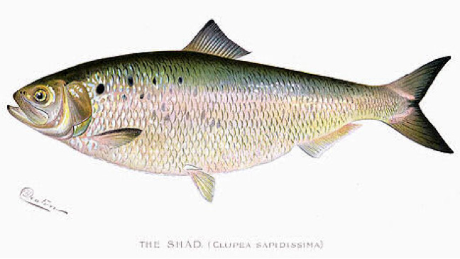 american shad