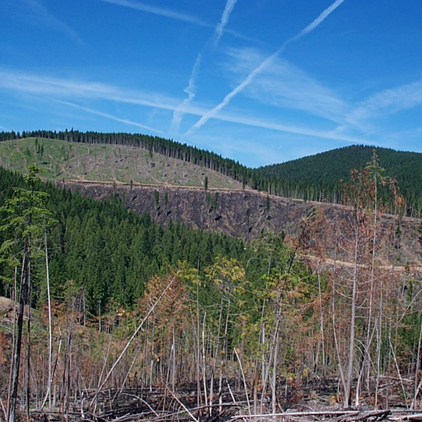 forested land at Mica Creek