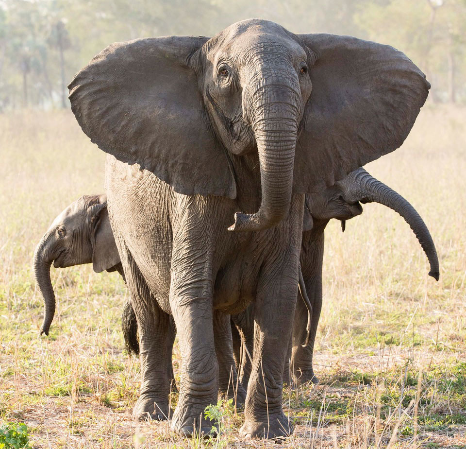 tuskless female elephant