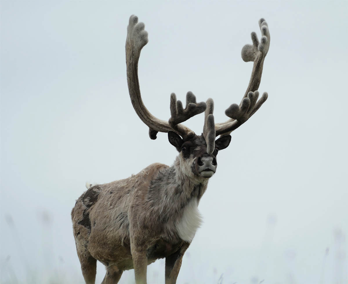 Lone Barren-ground Caribou Bull on the James River, Nunavut, Canada