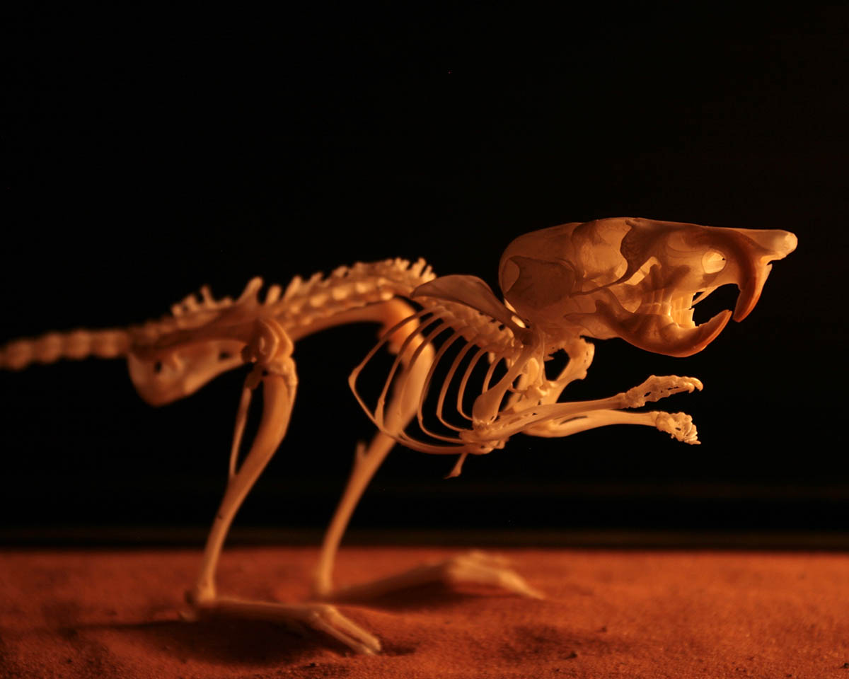 Desert Kangaroo Rat