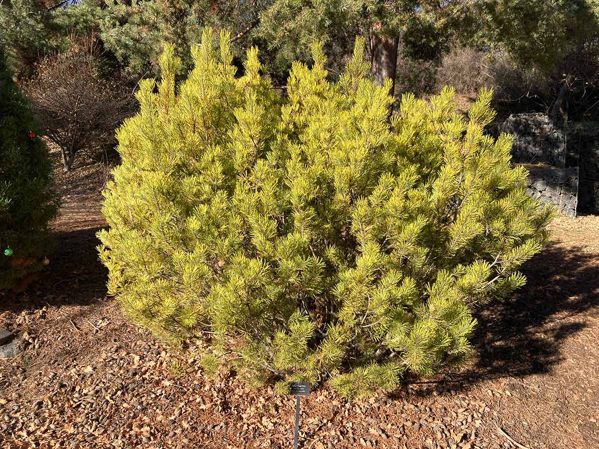 Golden Mugo Pine