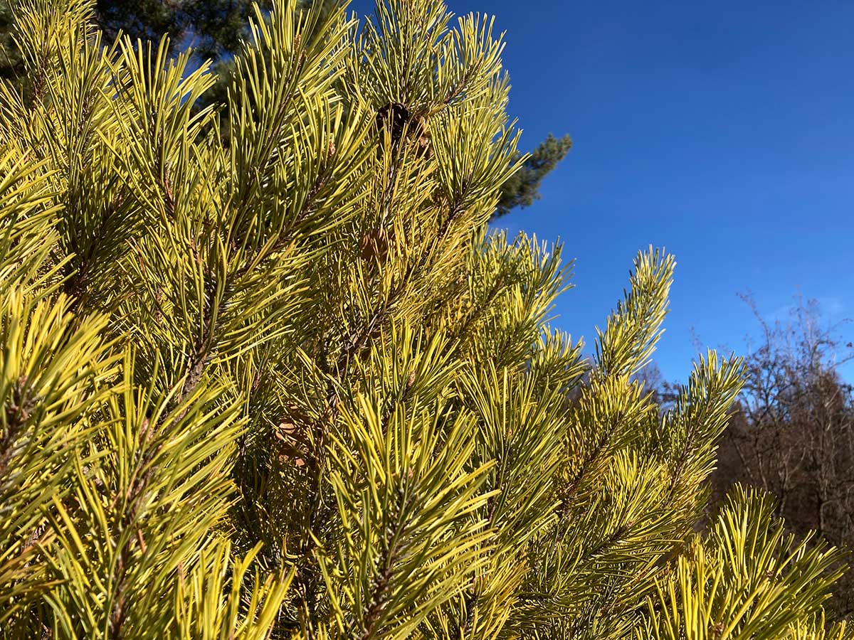 Close up of the branches on the Golden Mugo Pine