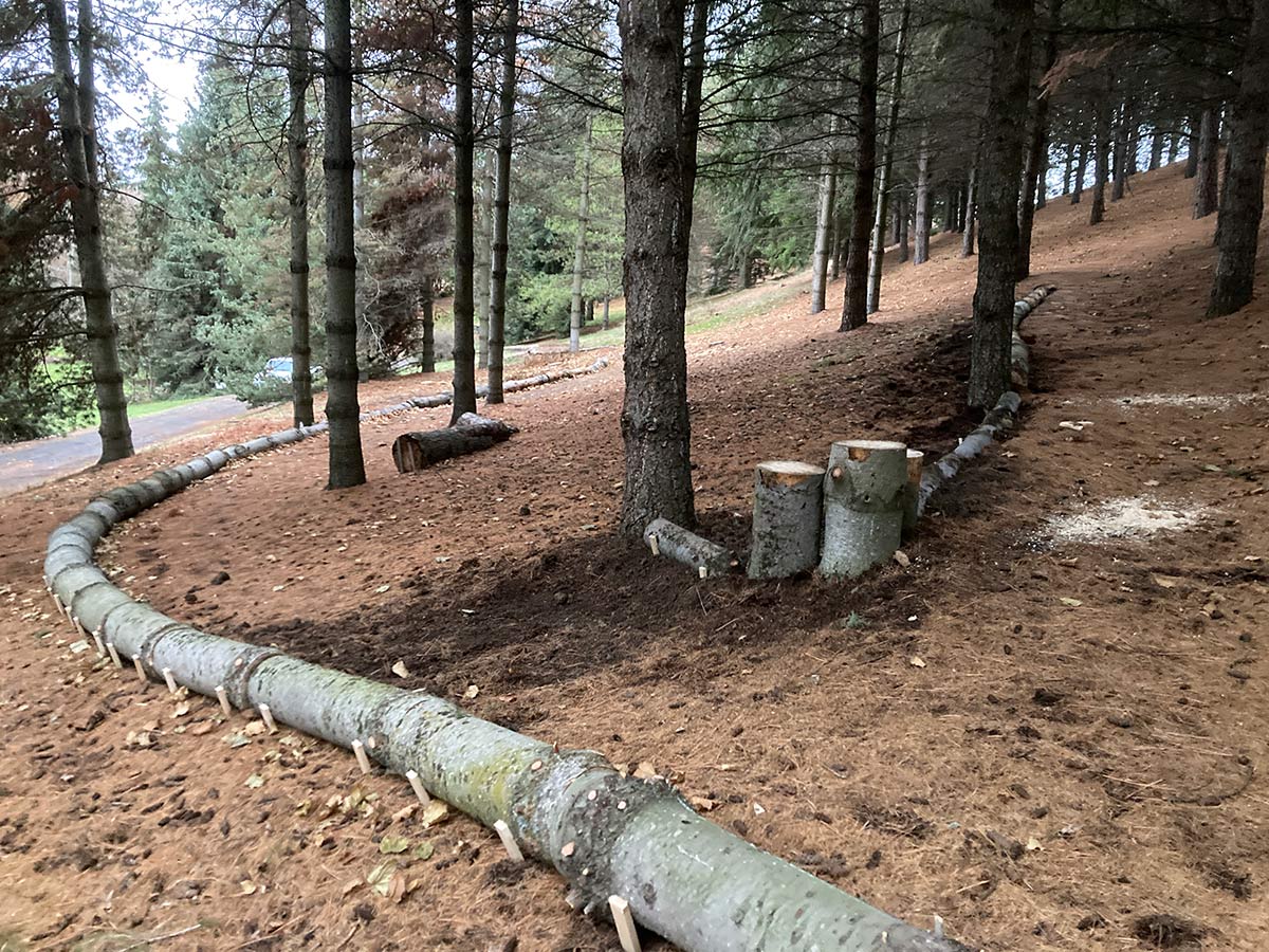 The white pine logs marking the edge of a path in the arboretum.