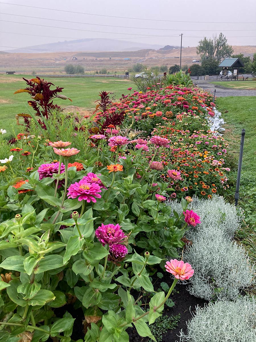 A line of blooming, multicolor zinnias