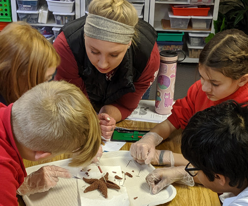 Five young people probe a starfish with pointed tools. The youth wear gloves, while the starfish pinned to a tray and slit open.