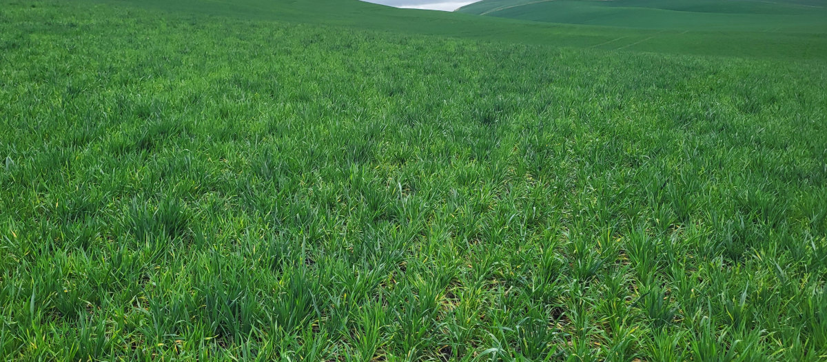Grassy field