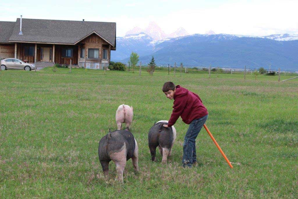 Young child herds three large pigs towards a house in the Teton Mountains.