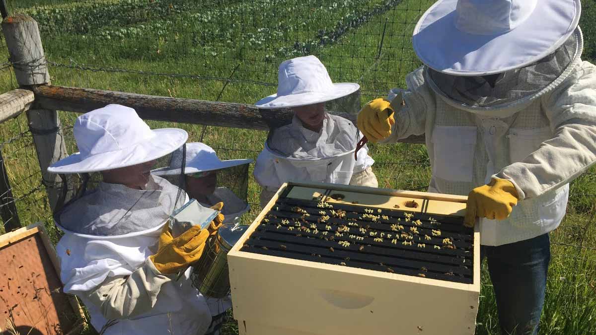 Adult and two children in beekeeper outfits look at beehives.