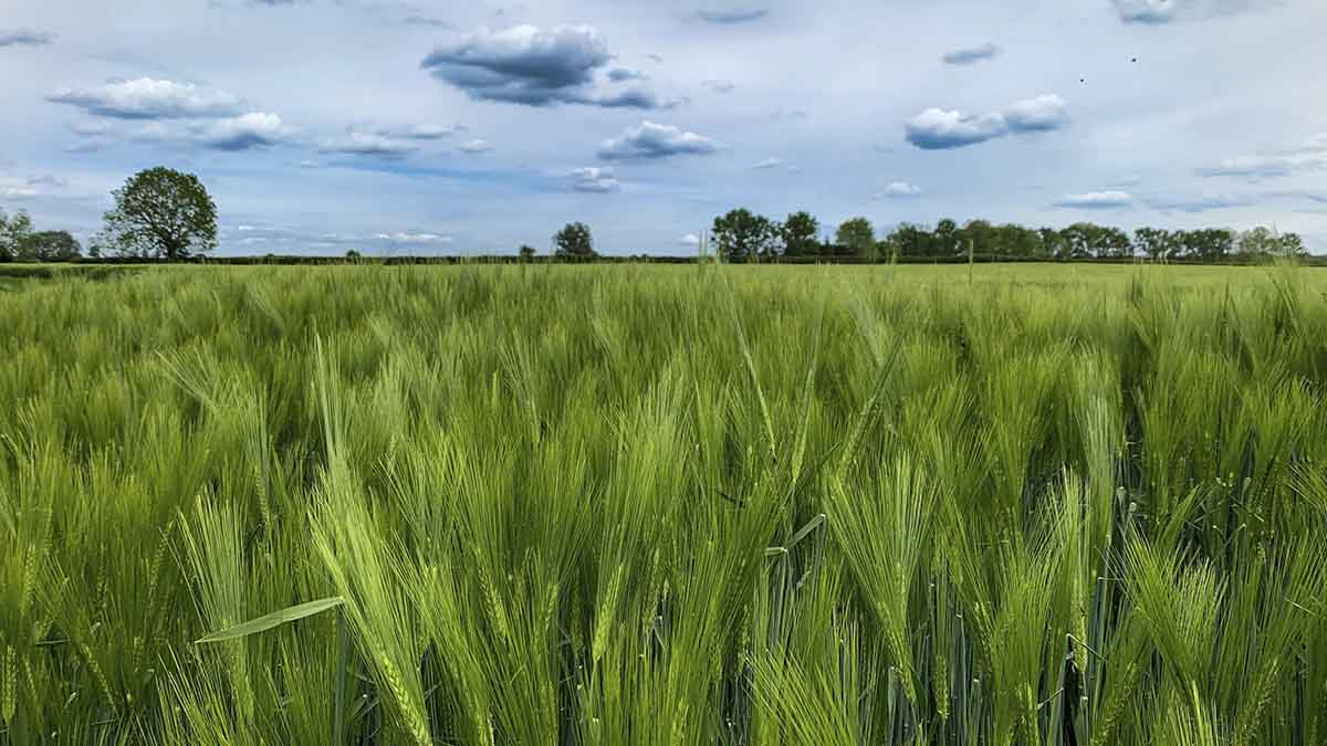barley field