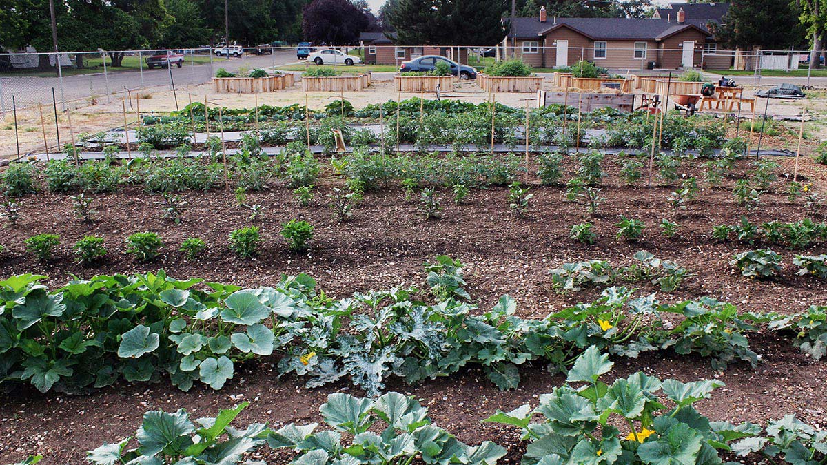 Rows of green plants in the ground.