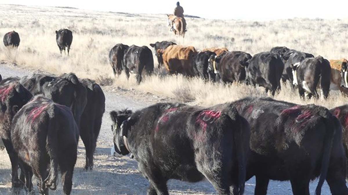 Cows grazing in winter
